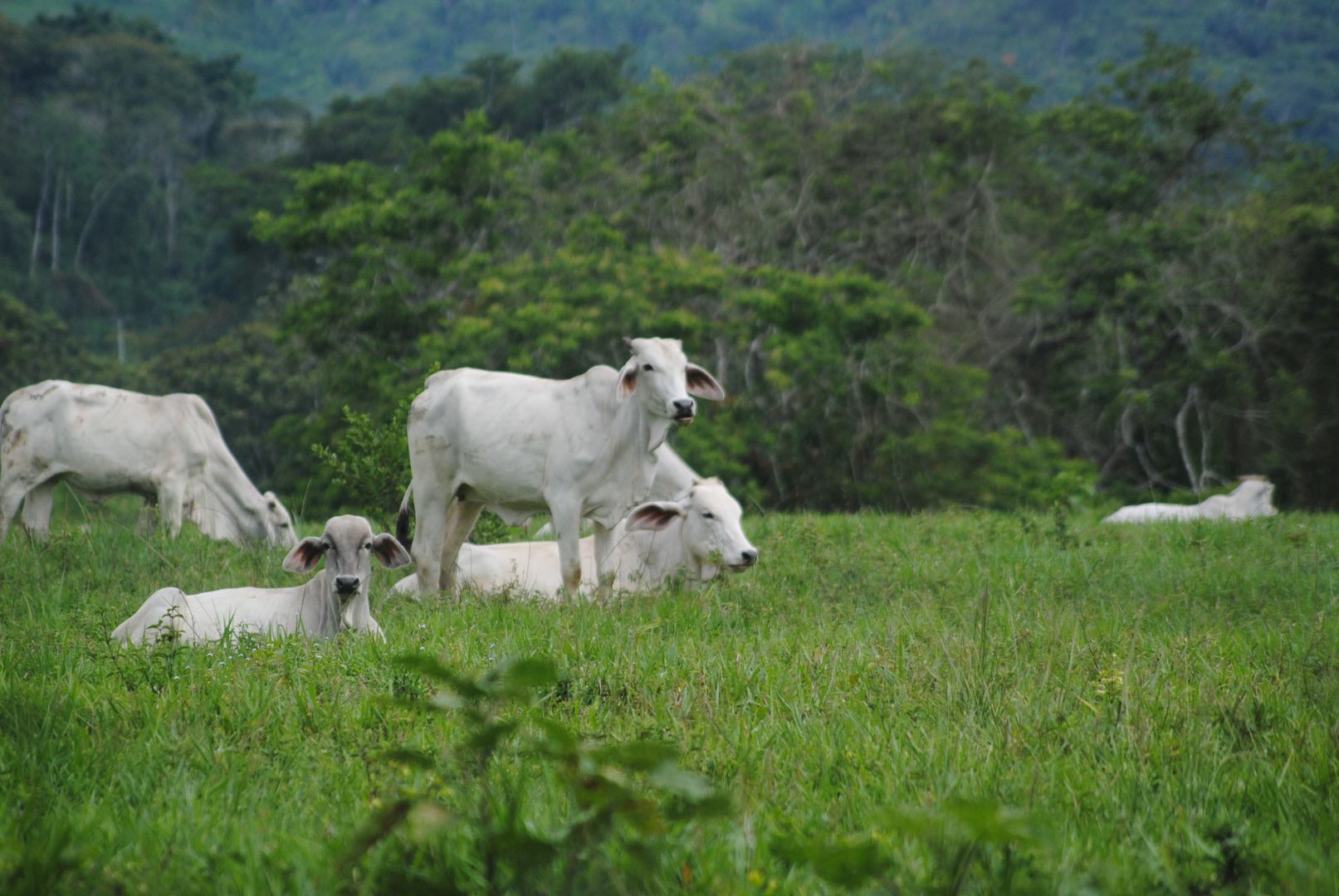 Vacas Blancas