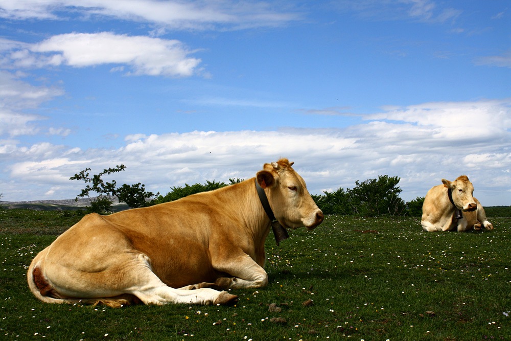 VACAS