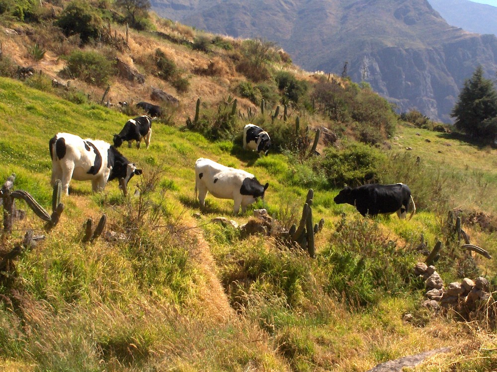 Vacas comiendo