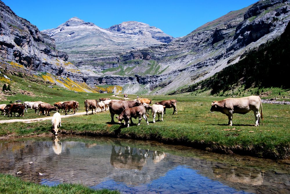 Vacas (Cow) en Ordesa 1