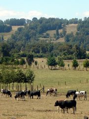 Vacas de Choshuenco