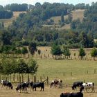 Vacas de Choshuenco