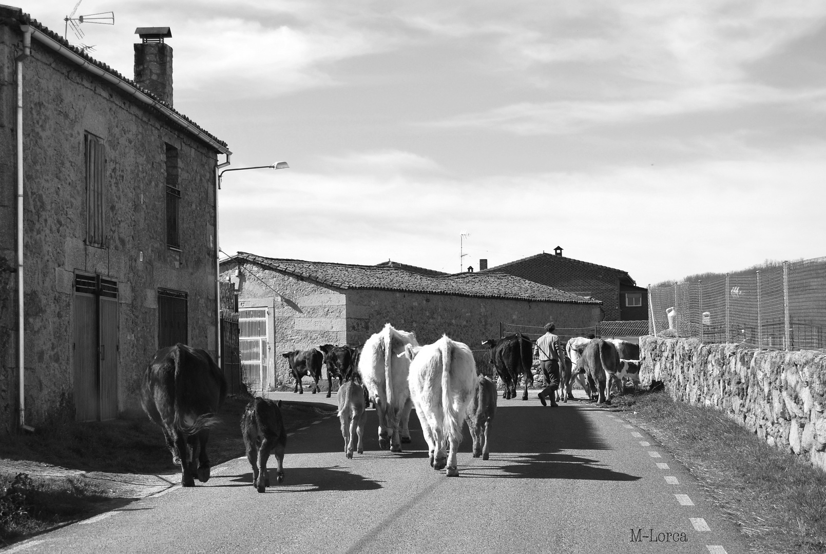 vacas en carretera