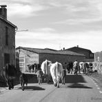 vacas en carretera