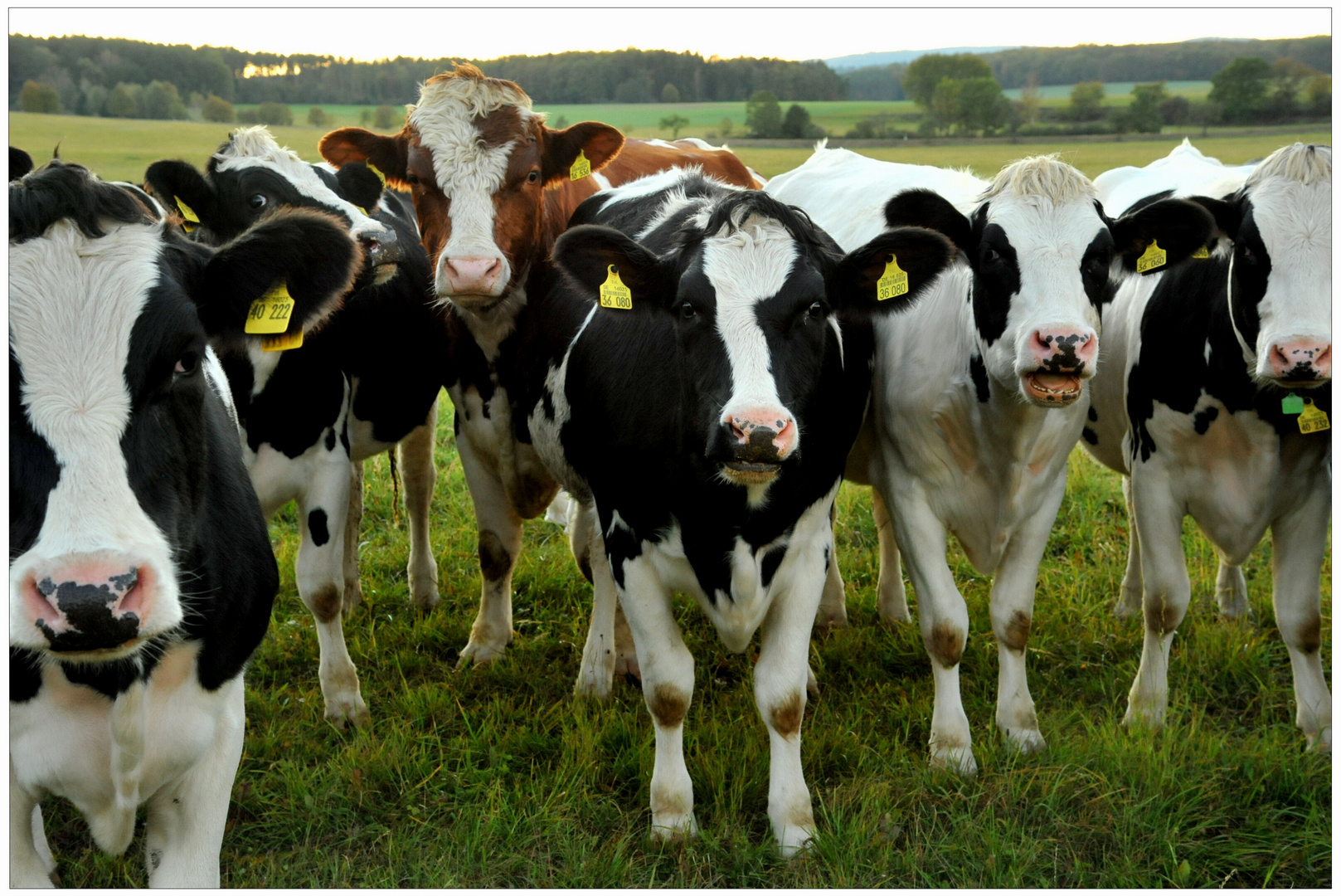 Vacas en el pasto (Auf der Weide)