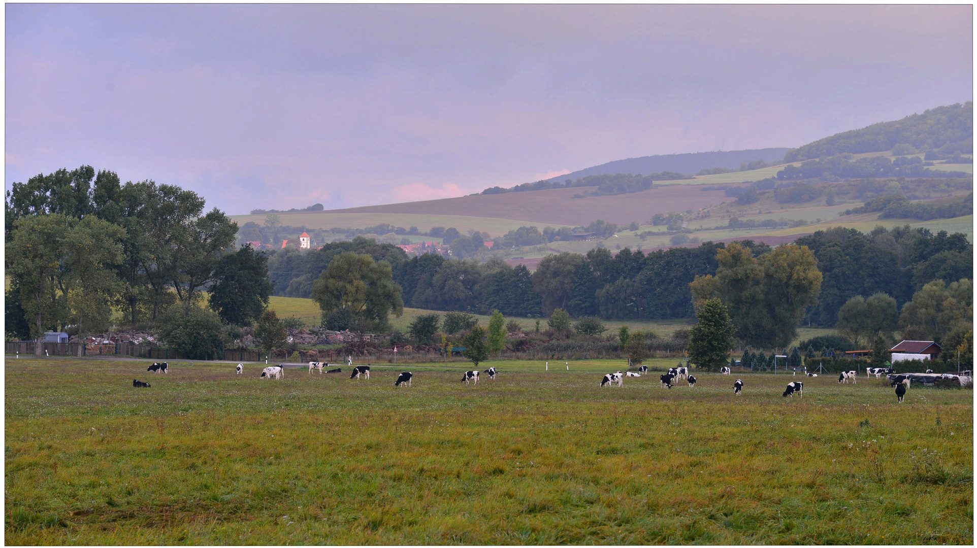 Vacas en el pasto (Kühe auf der Weide)