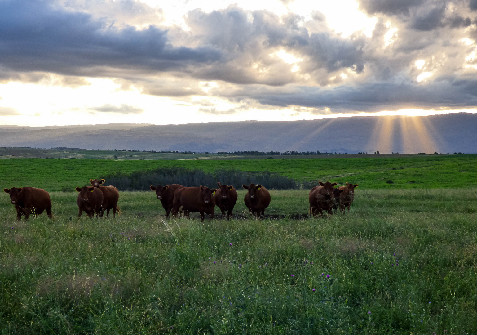 Vacas en pastoreo