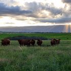 Vacas en pastoreo