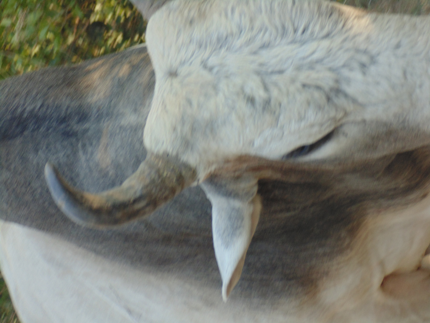 vacas llaneras