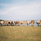 Vacas menorquinas al lado del mar