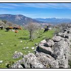 Vacas pastando en la sierra de Madrid