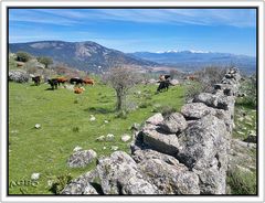 Vacas pastando en la sierra de Madrid