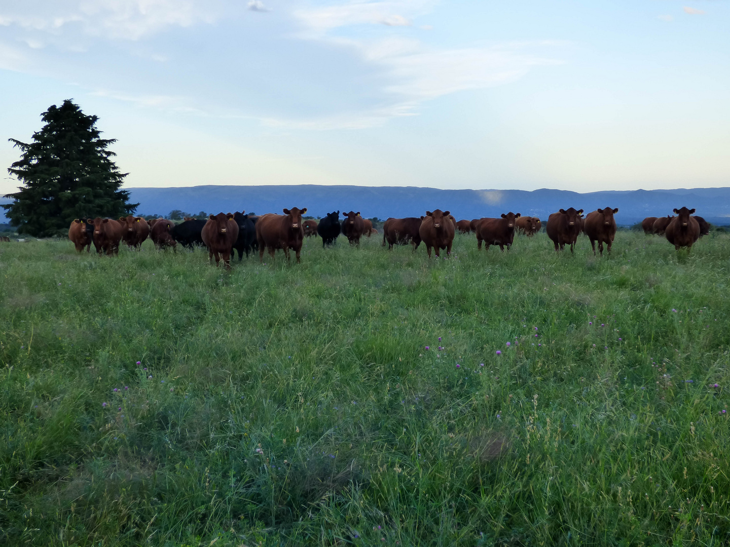 Vacas pastoreando 