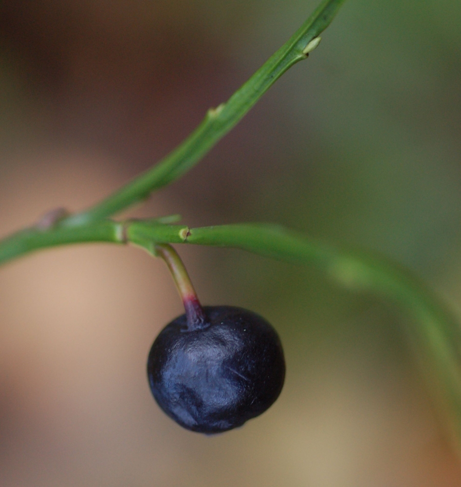 Vaccinium myrtillus