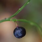 Vaccinium myrtillus