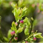 Vaccinium myrtillus