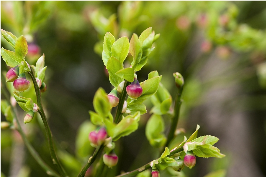 Vaccinium myrtillus