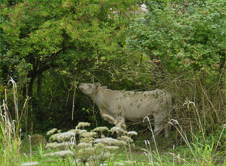 vache