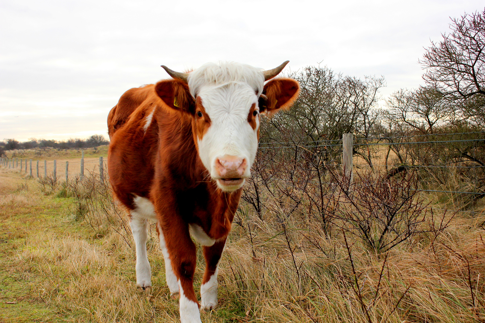 Vache.