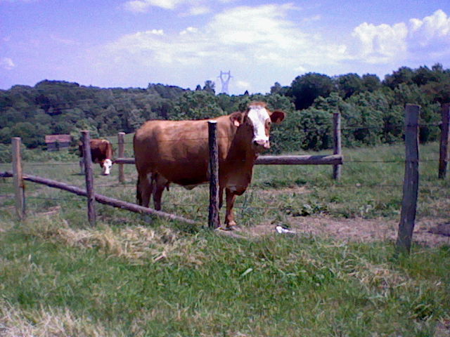 Vache