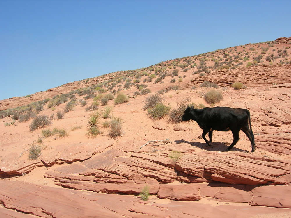 vache à page usa