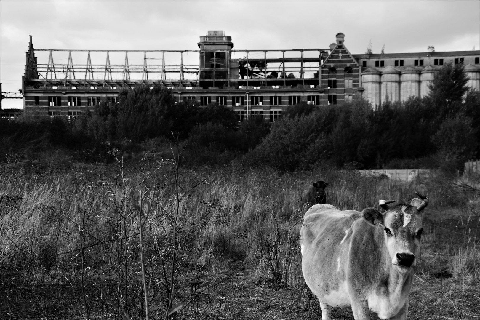 Vache à ruines