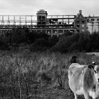 Vache à ruines