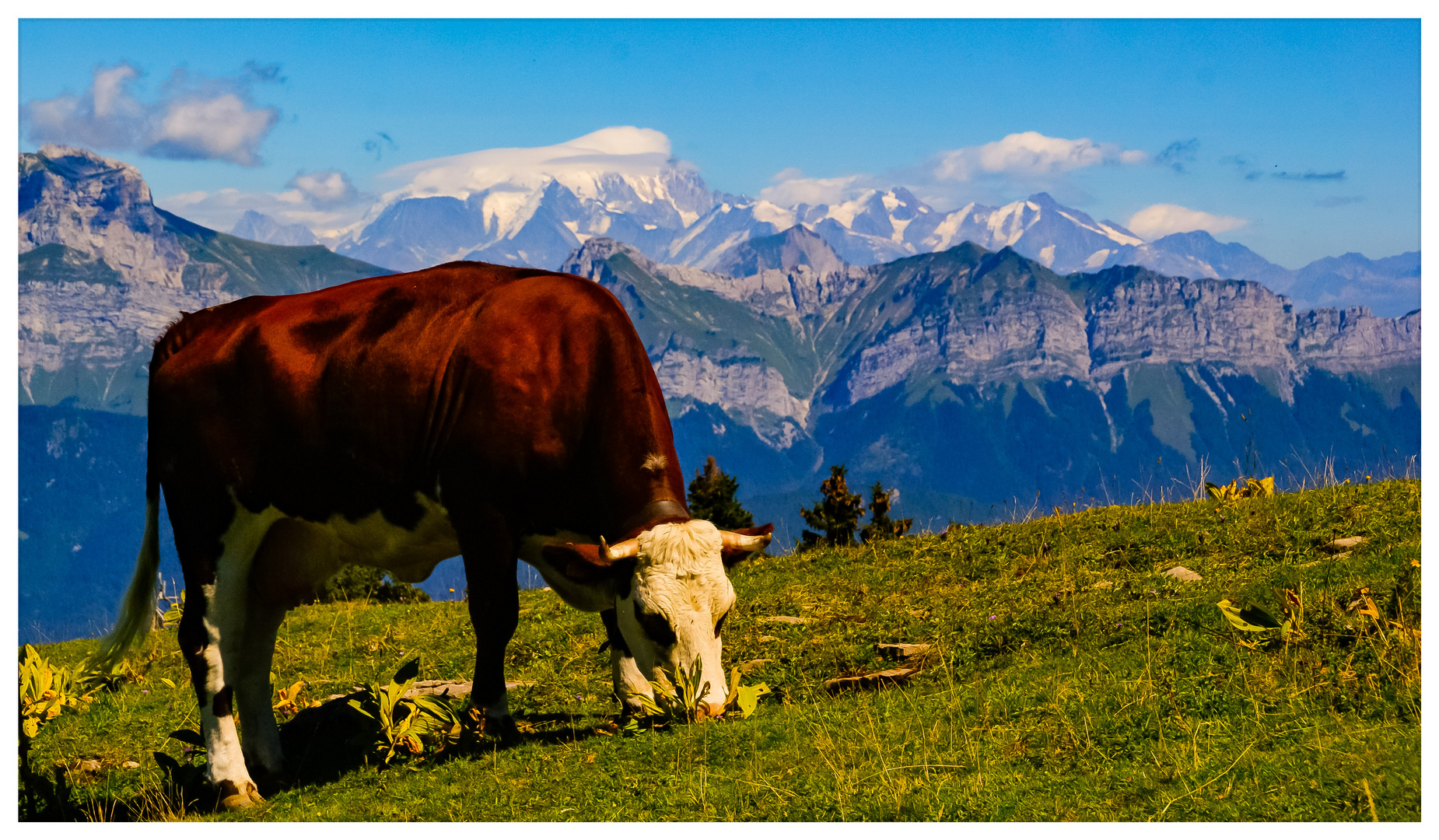 Vache Abondance