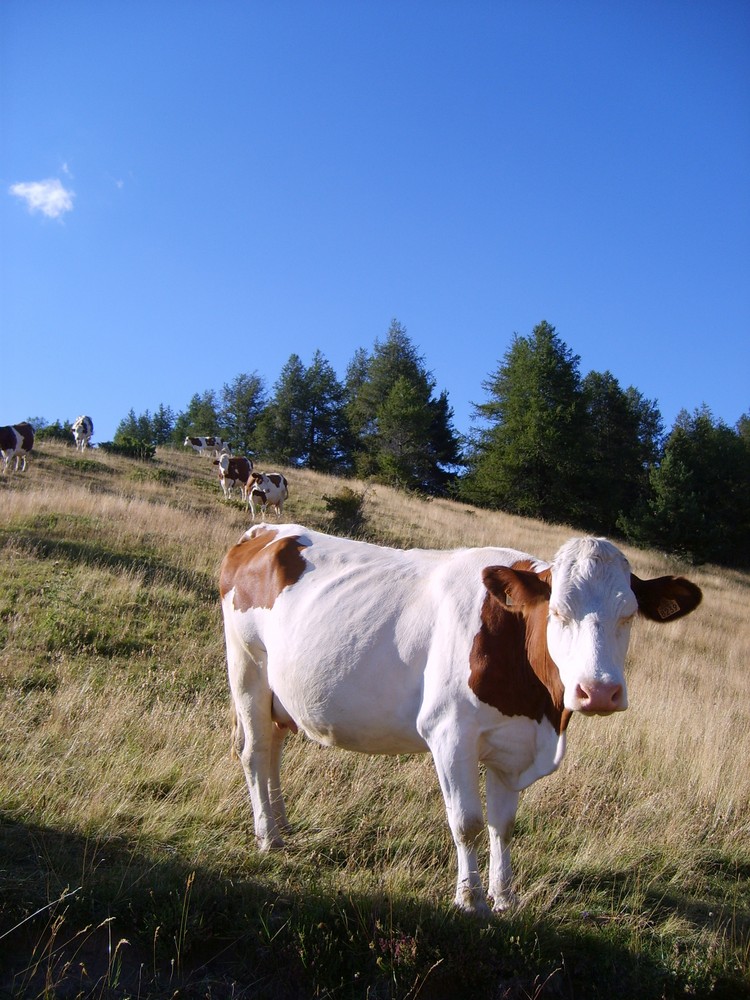 vache dans les Alpes