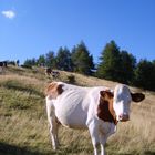 vache dans les Alpes