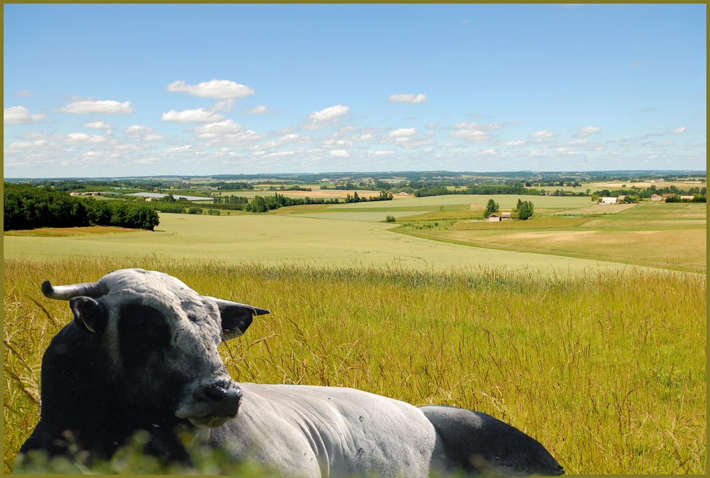 Vache dans son pré