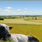 Vache dans son pré