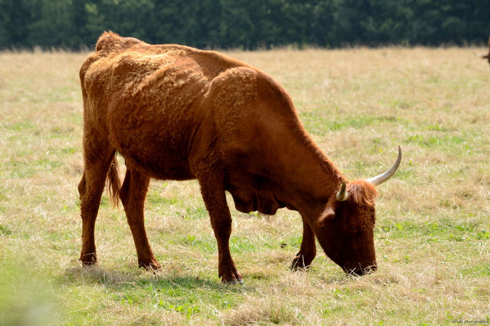 vache de salers