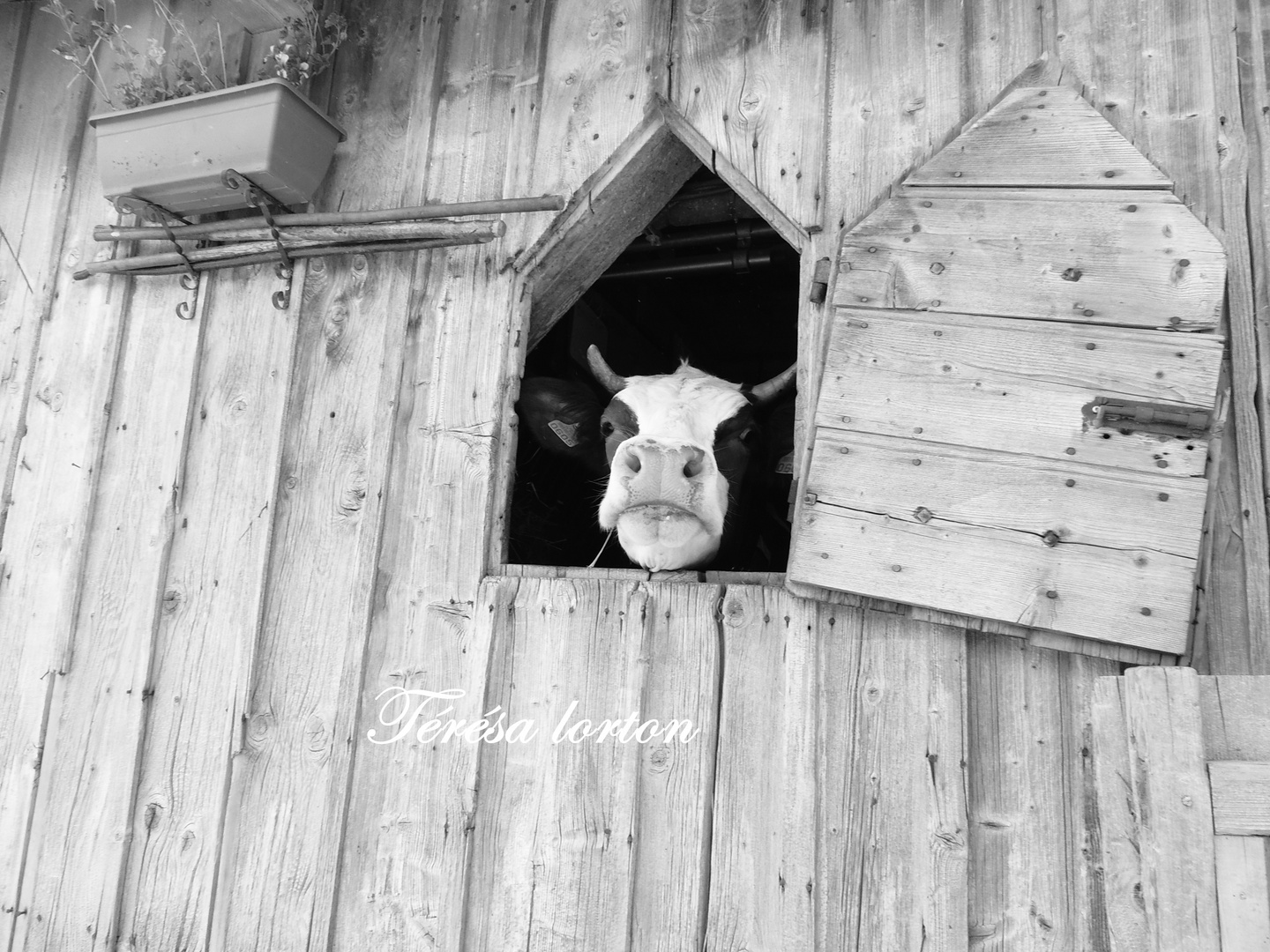 vache de Savoie