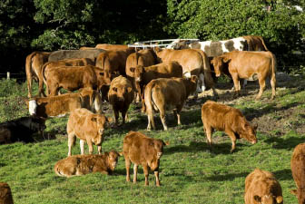 Vache d'Ecosse