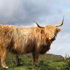 Vache des Highlands