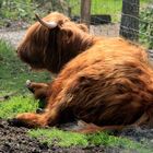 Vache des Highlands 