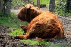 Vache des Highlands 