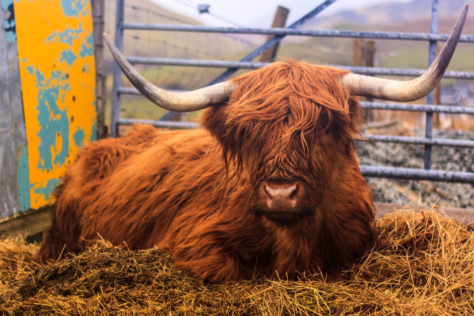 Vache des Highlands (Île de Skye, Highlands, Ecosse)