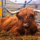 Vache des Highlands (Île de Skye, Highlands, Ecosse)