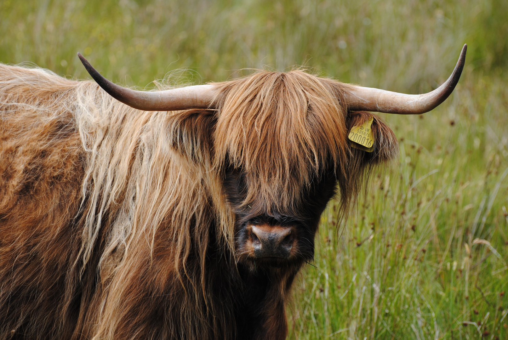 Vache écossaise