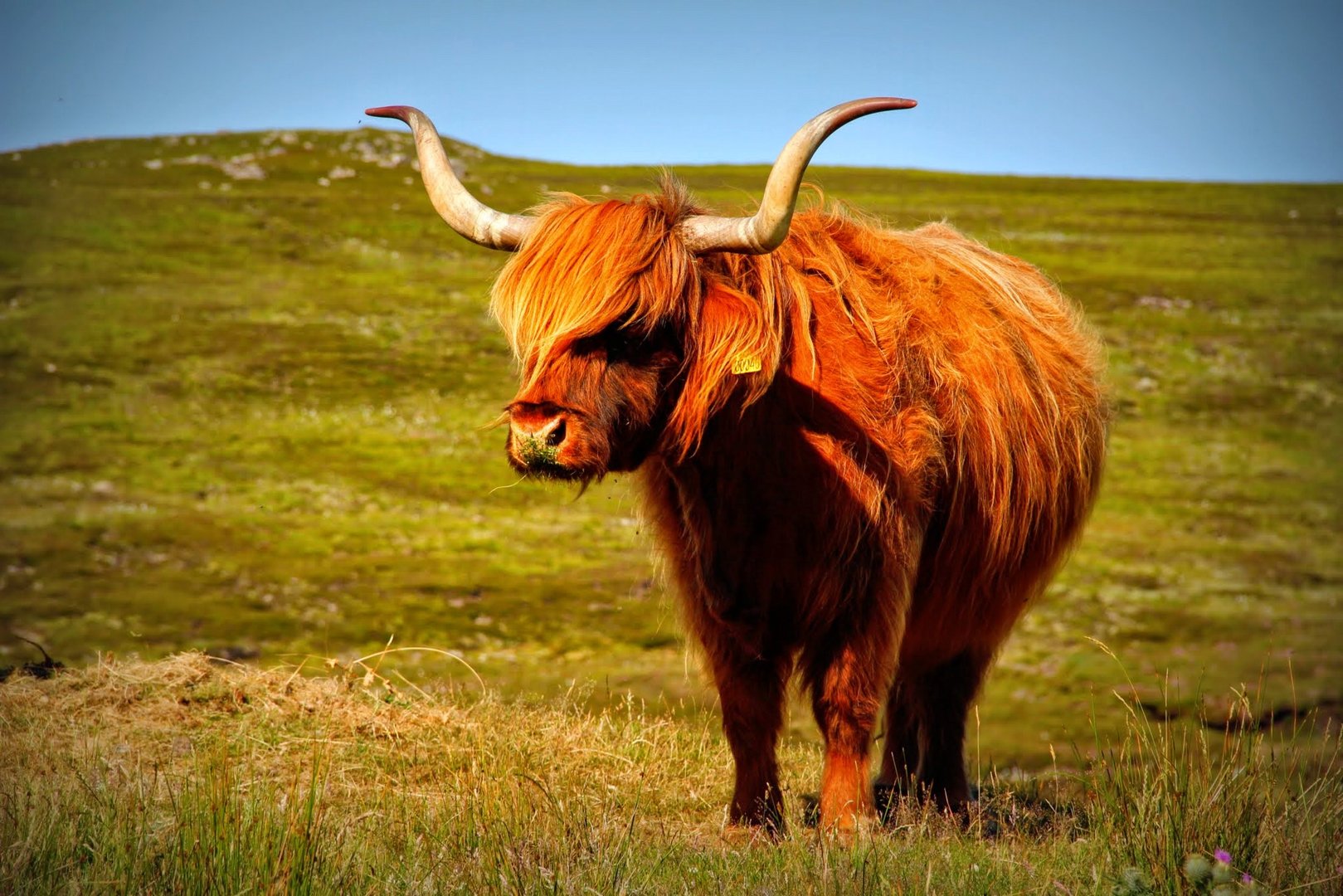 Vache écossaise