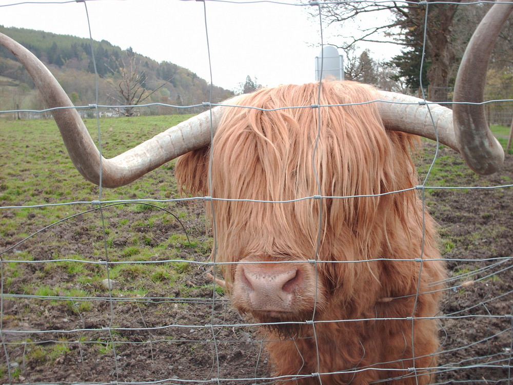 Vache Ecossaise