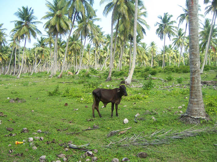 Vache égarée dans un champs de palmiers