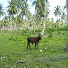 Vache égarée dans un champs de palmiers
