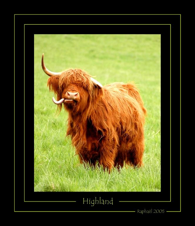 Vache Highland