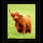 Vache Highland