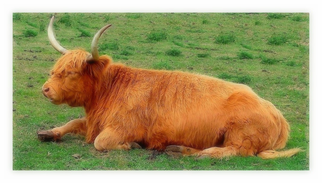 vache highland