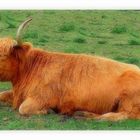 vache highland