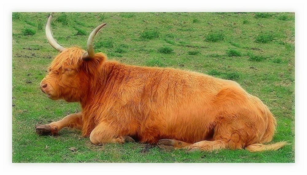 vache highland